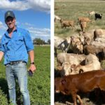 Da agricultura à pecuária e ao carbono: uma transição faseada aumenta os resultados da exploração agrícola