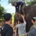 Detik-detik Kematian Indro, Gajah di Taman Nasional Tesso Nilo