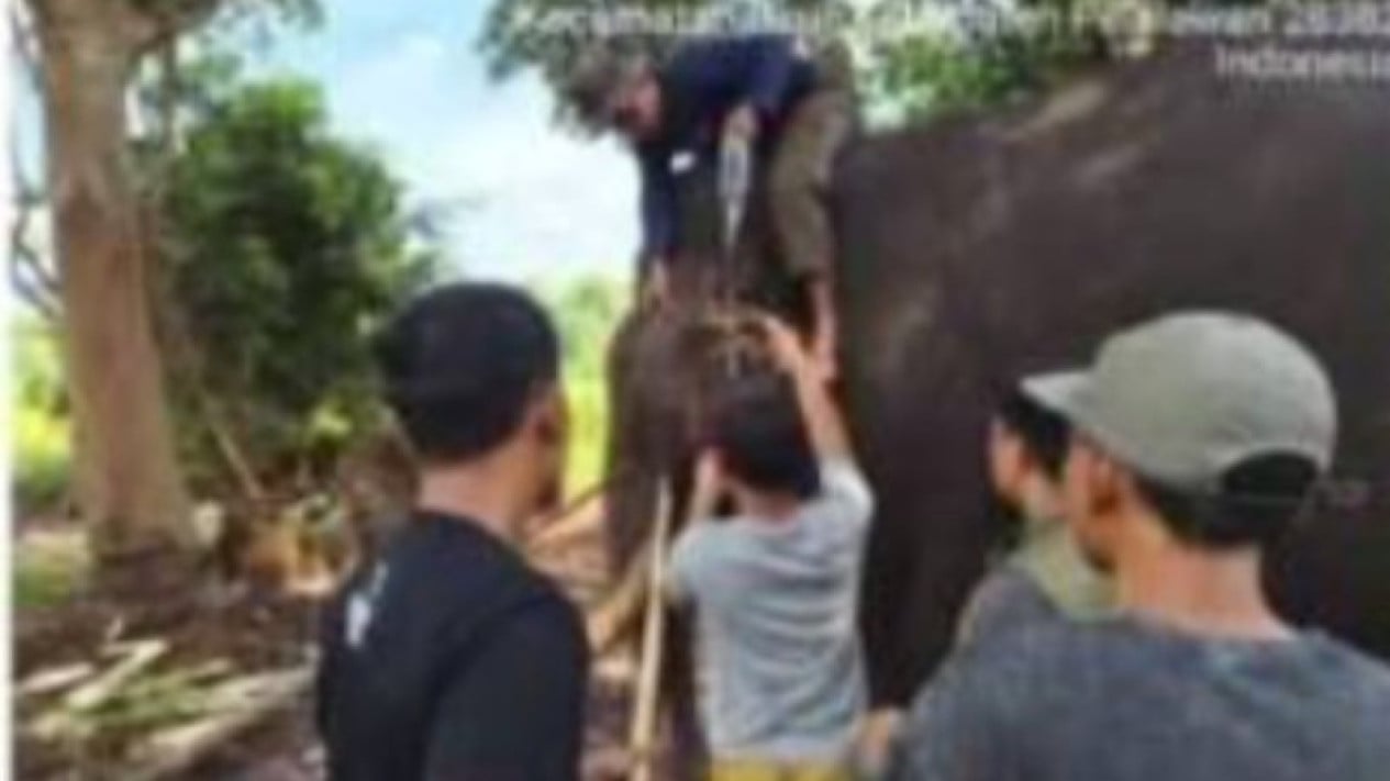 Detik-detik Kematian Indro, Gajah di Taman Nasional Tesso Nilo