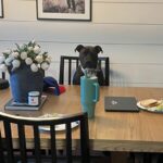 Dog sitting on chair at daycare