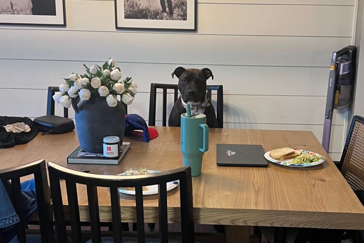 Dog sitting on chair at daycare