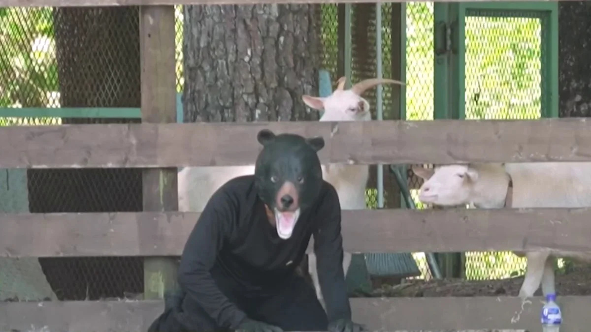Exercício no Japão com homem em traje de urso após onda de ataques e avistamentos