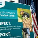 A poster with information on the New World screwworm is displayed during a news conference with government officials at the Texas Division of Emergency Management State Operations Center on June 5 in Austin. (Photo by Joel Angel Juarez/Getty Images)