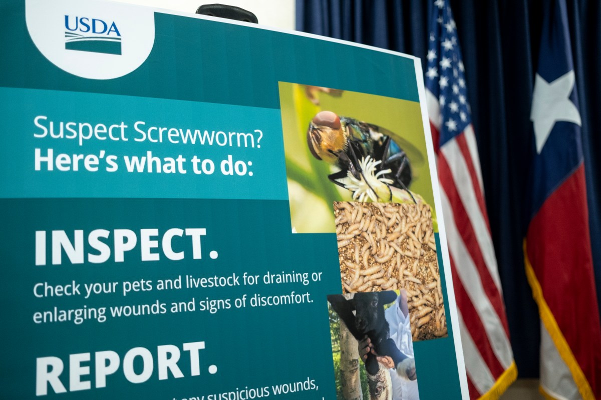 A poster with information on the New World screwworm is displayed during a news conference with government officials at the Texas Division of Emergency Management State Operations Center on June 5 in Austin. (Photo by Joel Angel Juarez/Getty Images)