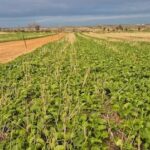 Família South Eastern Wheatbelt ‘silenciosamente confiante’ na temporada depois da chuva