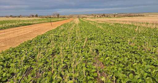 Família South Eastern Wheatbelt ‘silenciosamente confiante’ na temporada depois da chuva