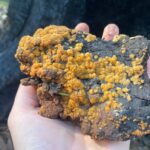 Fungos laranja brilhante estão pontilhando uma paisagem que de outra forma seria queimada.