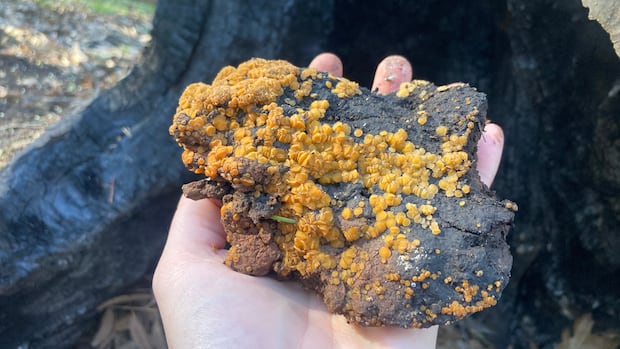 Fungos laranja brilhante estão pontilhando uma paisagem que de outra forma seria queimada.