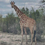 A girafa Gracie está desaparecida de um rancho no Texas. Uma recompensa de US$ 5 mil foi oferecida por informações que levem ao seu retorno seguro, disse o Gabinete do Xerife do Condado de Real.