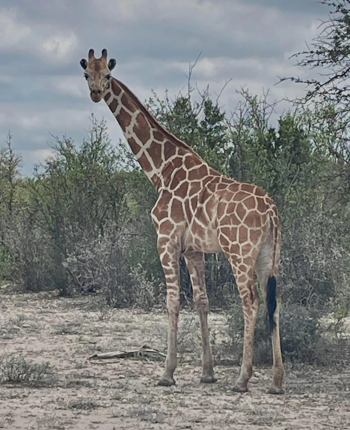 A girafa Gracie está desaparecida de um rancho no Texas. Uma recompensa de US$ 5 mil foi oferecida por informações que levem ao seu retorno seguro, disse o Gabinete do Xerife do Condado de Real.