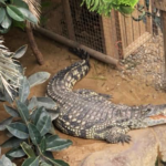 O interior de um recinto de crocodilos em um zoológico. Existem corpos d'água para os animais, bem como folhagens e plantas. Existe um caminho pedonal no meio do recinto forrado de vedações.