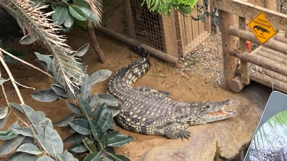 O interior de um recinto de crocodilos em um zoológico. Existem corpos d'água para os animais, bem como folhagens e plantas. Existe um caminho pedonal no meio do recinto forrado de vedações.