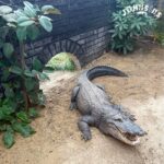 Um menino de três anos foi jogado hoje em um recinto de crocodilos por um estranho em um zoológico em Cambridgeshire (foto: um crocodilo no recinto)
