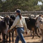Mercado de gado: tarifas de salvaguarda começam a afetar à medida que os preços australianos sobem
