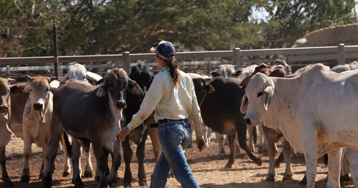 Mercado de gado: tarifas de salvaguarda começam a afetar à medida que os preços australianos sobem