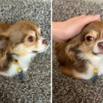 Adopted Chihuahua sits like cat