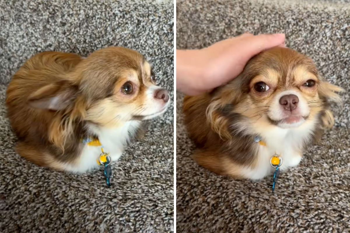 Adopted Chihuahua sits like cat