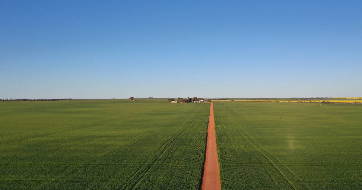 Na zona de chuvas médias, a propriedade Marchagee Farms recebe atenção renovada