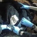 Imagens da câmera do corpo da polícia mostram a vítima inocente Henry Nowak, 18, sendo algemada por policiais depois de ser esfaqueada repetidamente por um homem sikh obcecado por facas
