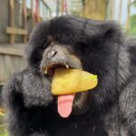 Beatrice, a gibão, foi fotografada comendo suas guloseimas congeladas especiais no Noah's Ark Zoo Farm para tentar se refrescar durante a onda de calor no Reino Unido