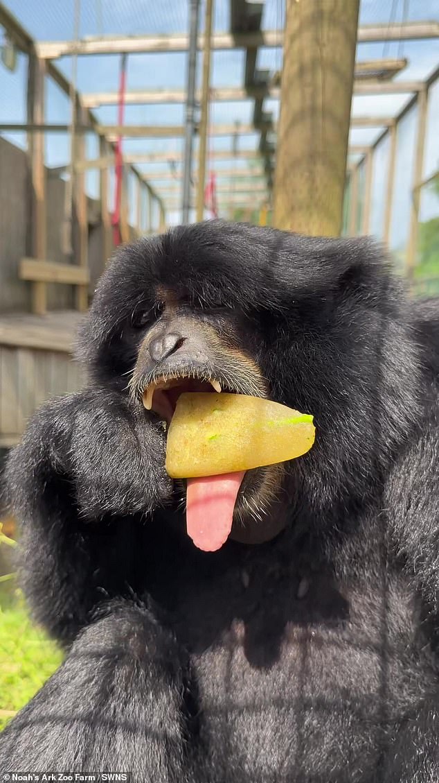 Beatrice, a gibão, foi fotografada comendo suas guloseimas congeladas especiais no Noah's Ark Zoo Farm para tentar se refrescar durante a onda de calor no Reino Unido
