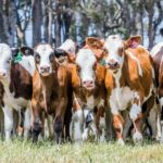 Noventa e nove garrafas de leite na parede: a concentração de laticínios em WA é preocupante?