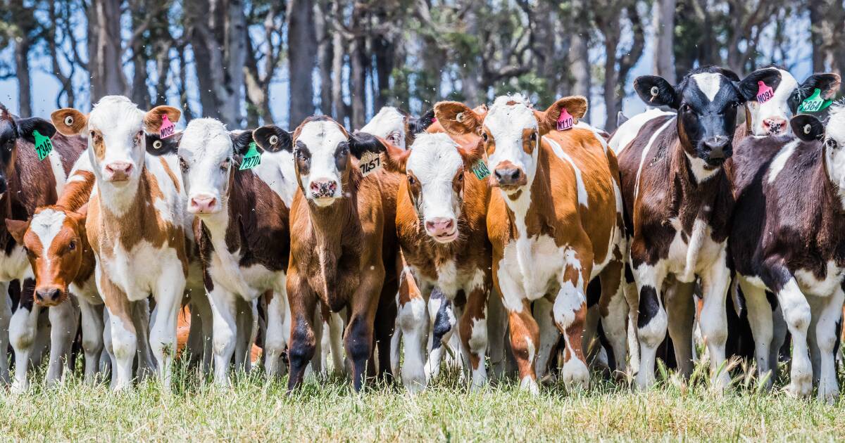 Noventa e nove garrafas de leite na parede: a concentração de laticínios em WA é preocupante?