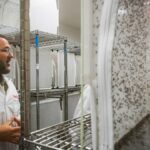 O Google quer lançar milhões de mosquitos no céu. É uma coisa boa.