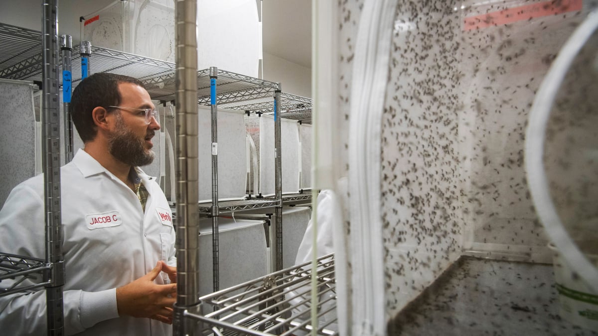 O Google quer lançar milhões de mosquitos no céu. É uma coisa boa.