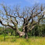 Vigas de apoio começaram a ser colocadas sob os galhos das árvores no início do século XX. -RSPB