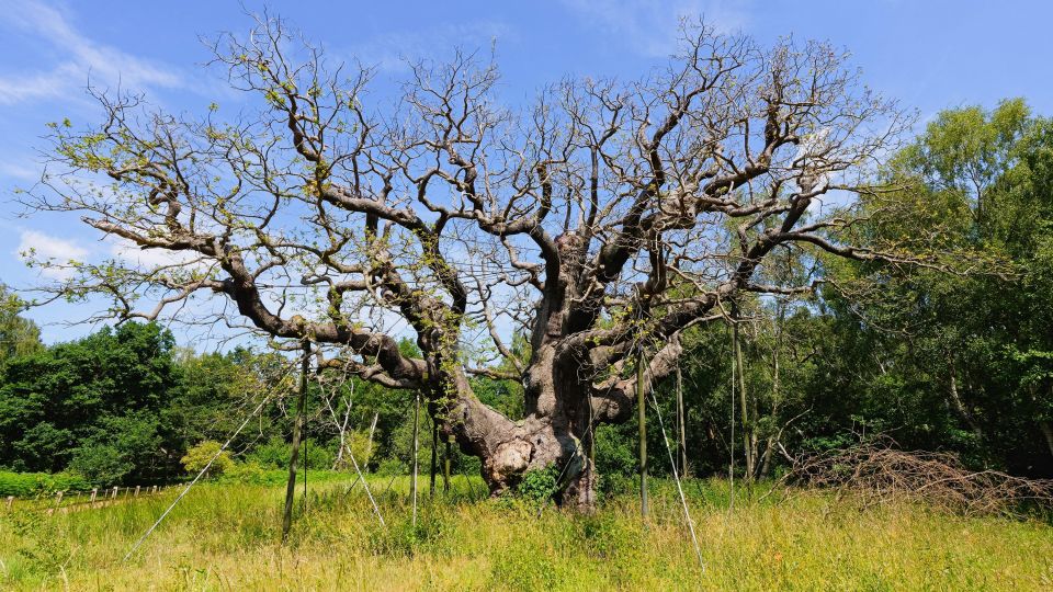 Vigas de apoio começaram a ser colocadas sob os galhos das árvores no início do século XX. -RSPB