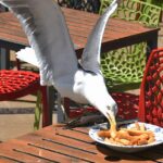 Peixe e corte: uma gaivota pega uma lasca de um prato no The Glasshouse em Norwich