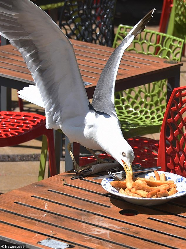 Peixe e corte: uma gaivota pega uma lasca de um prato no The Glasshouse em Norwich