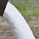Os agricultores obtêm impulso na mineralização com as chuvas de outono, mas os orçamentos N permanecem estáveis