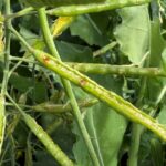 Os ratos continuam a causar danos no Centro-Oeste, destruindo frutos de canola