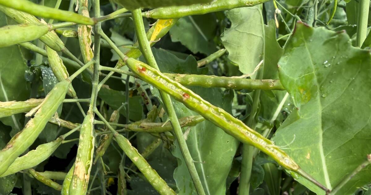 Os ratos continuam a causar danos no Centro-Oeste, destruindo frutos de canola