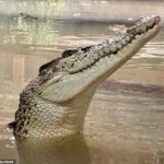 O menino de três anos lutou por sua vida depois de ser mordido por um crocodilo de água salgada quando foi jogado no recinto (foto) em Johnsons of Old Hurst, perto de Huntingdon, na semana passada.