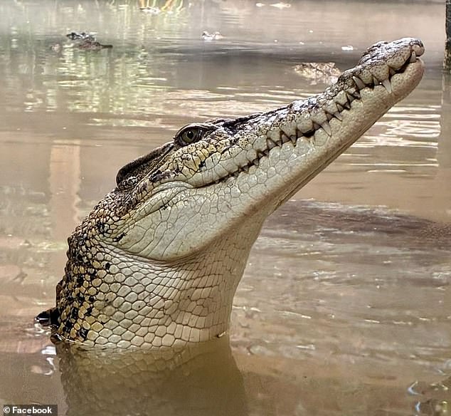 O menino de três anos lutou por sua vida depois de ser mordido por um crocodilo de água salgada quando foi jogado no recinto (foto) em Johnsons of Old Hurst, perto de Huntingdon, na semana passada.