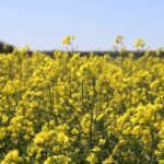 Os testes de canola exploram os riscos e recompensas de antecipar as datas de semeadura