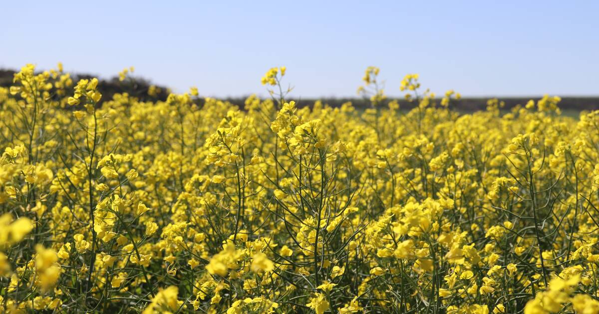 Os testes de canola exploram os riscos e recompensas de antecipar as datas de semeadura