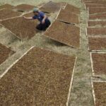 Petani Tembakau Gelar Doa Bersama: Banyak Aturan yang Tidak Memikirkan Kami