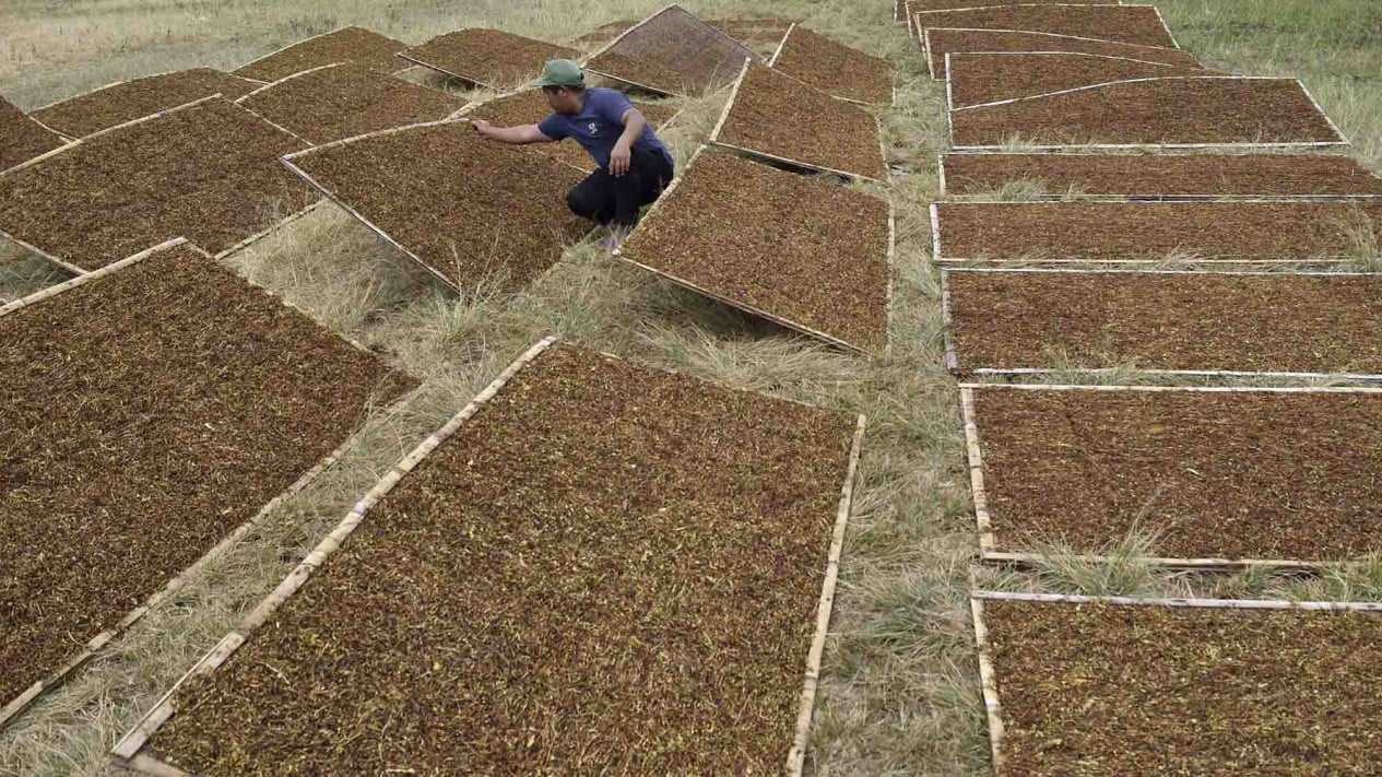 Petani Tembakau Gelar Doa Bersama: Banyak Aturan yang Tidak Memikirkan Kami