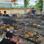 Esta foto tirada em 15 de junho de 2026 e divulgada em 16 de junho pela Humane World for Animals Vietnam mostra gatos apreendidos pela polícia em uma instalação na cidade de Ho Chi Minh.