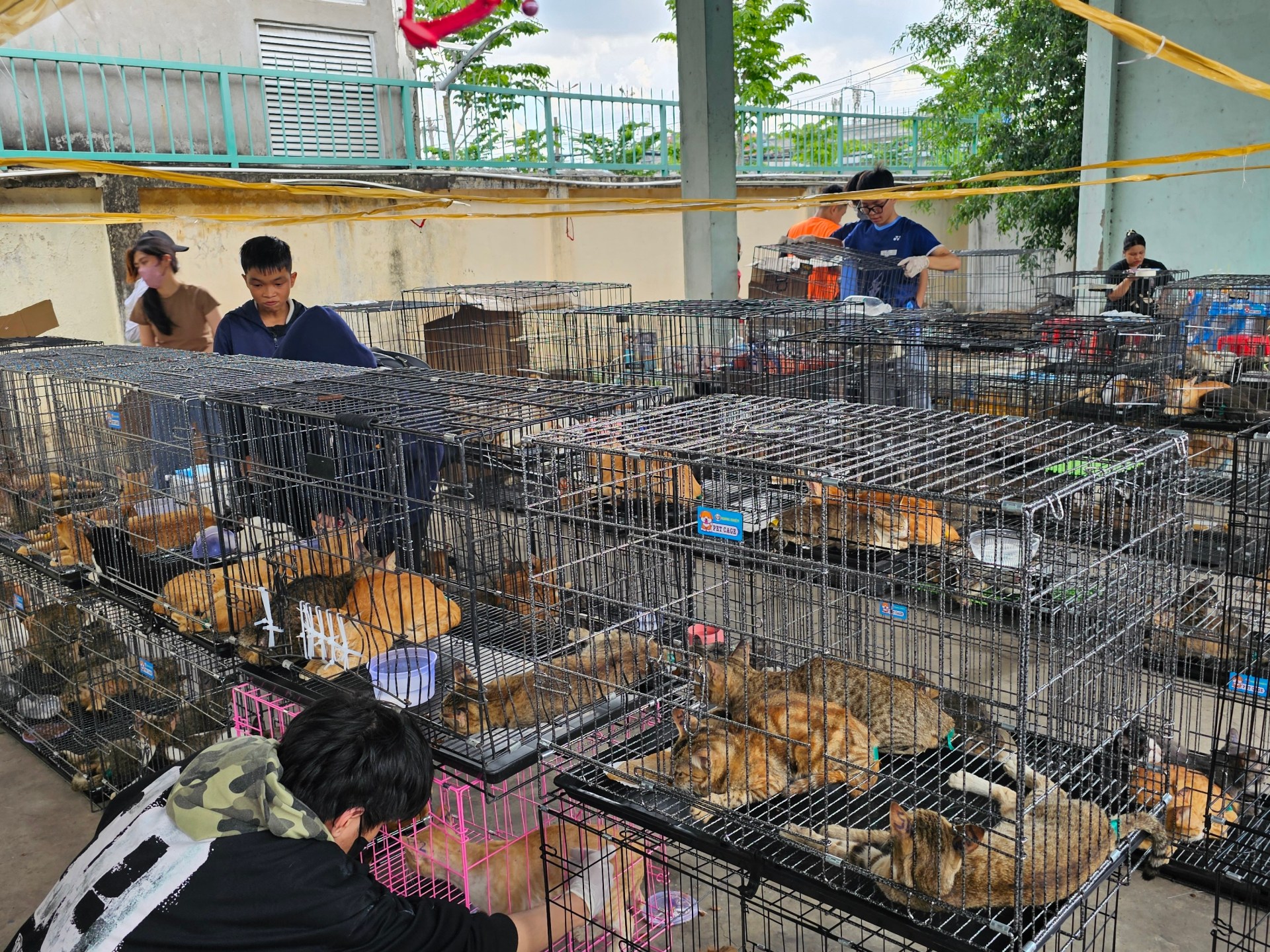 Esta foto tirada em 15 de junho de 2026 e divulgada em 16 de junho pela Humane World for Animals Vietnam mostra gatos apreendidos pela polícia em uma instalação na cidade de Ho Chi Minh.