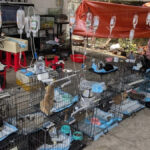 Polícia resgata centenas de gatos de serem comidos no Vietnã com apreensão de uma grande quadrilha de roubo de animais