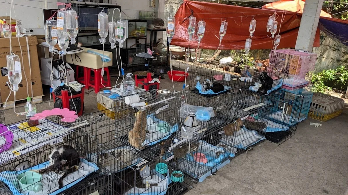 Polícia resgata centenas de gatos de serem comidos no Vietnã com apreensão de uma grande quadrilha de roubo de animais