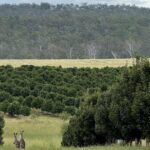 Por que um império agrícola de US$ 1,3 bilhão favorece investidores “mamães e papais” com grandes retornos
