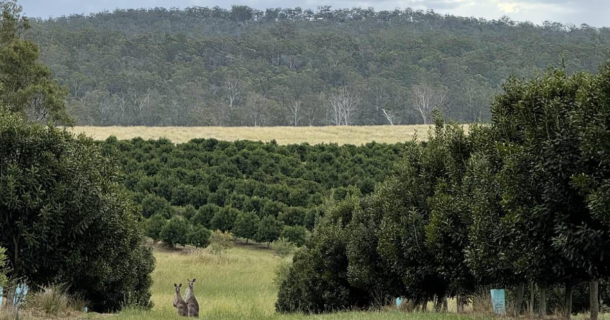 Por que um império agrícola de US$ 1,3 bilhão favorece investidores “mamães e papais” com grandes retornos