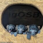 Topo dos filhotes: um lêmure raro deu à luz quadrigêmeos no Zoológico Shaldon em Devon