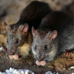 Ratos chapados ficam com larica. Aqui está o que isso significa para pessoas com transtornos alimentares, perda de apetite